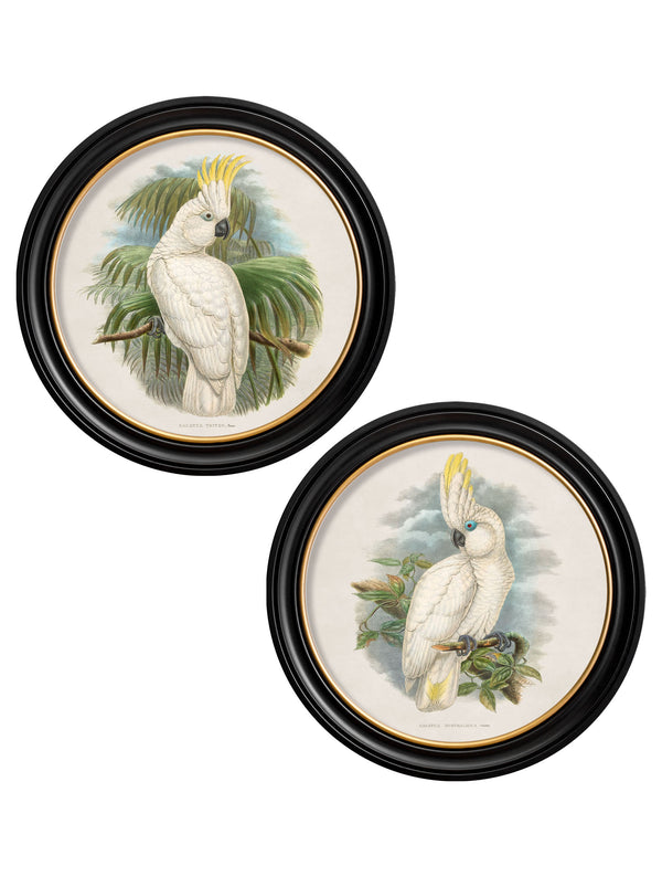 c.1875 Cockatoos - Round Frames