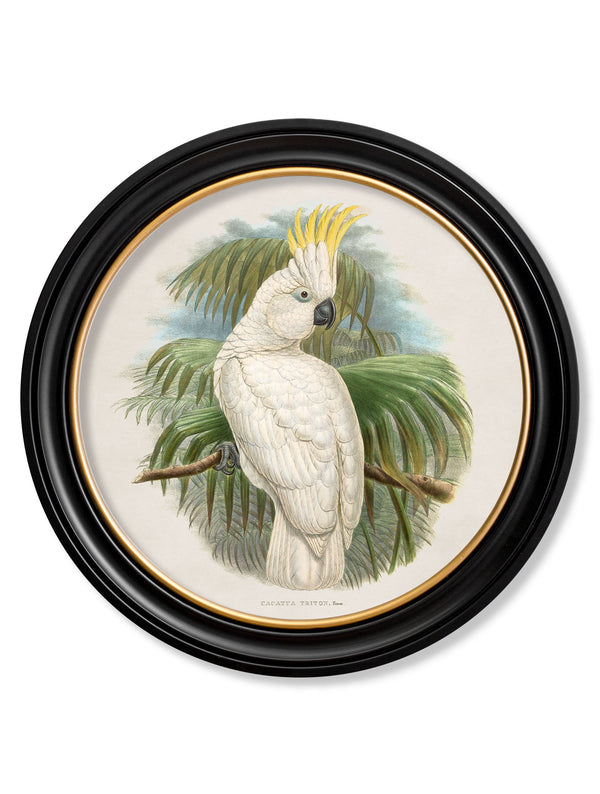c.1875 Cockatoos - Round Frames