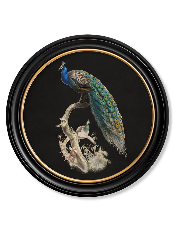 c.1847 Peacocks in Round Frames - Dark