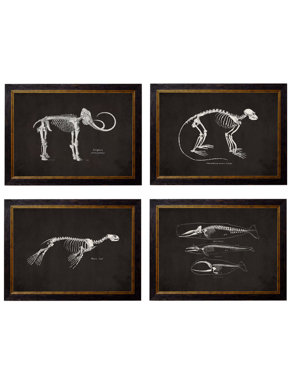 c.1870 Anatomical Skeletons - Dark