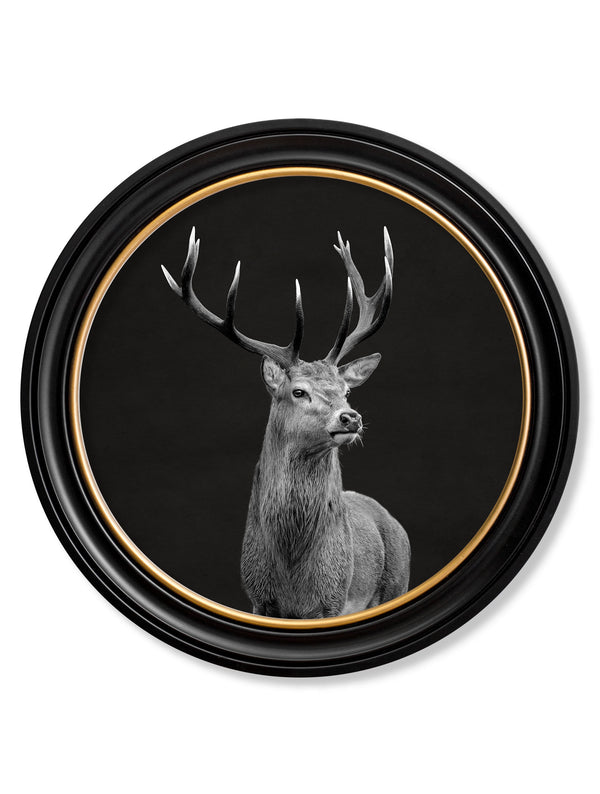 Wildlife Photography - Red Deer - Round Frame
