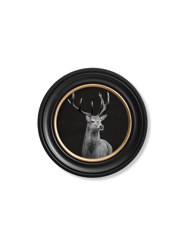 Wildlife Photography - Red Deer - Round Frame