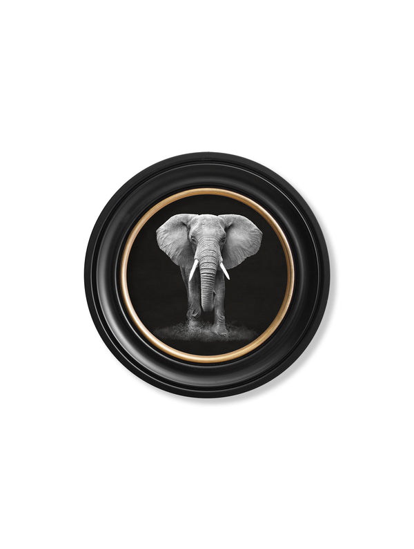 Wildlife Photography - Elephant - Round Frame