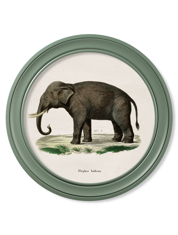 c.1846 Elephants in Round Frame Green