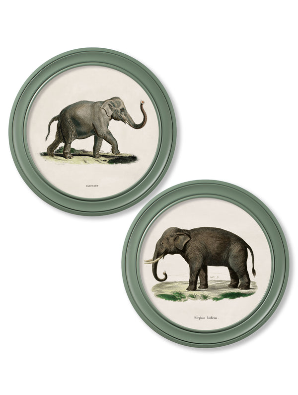 c.1846 Elephants in Round Frame Green