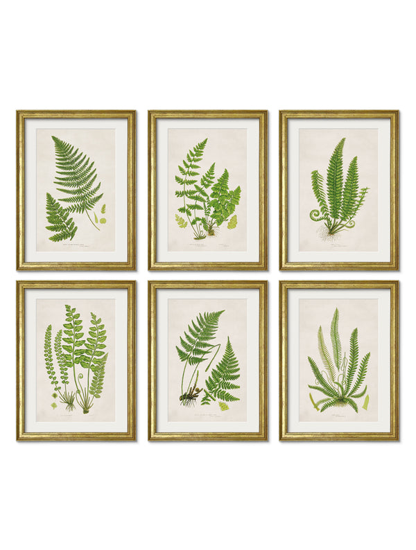 Collection of 6 Ferns