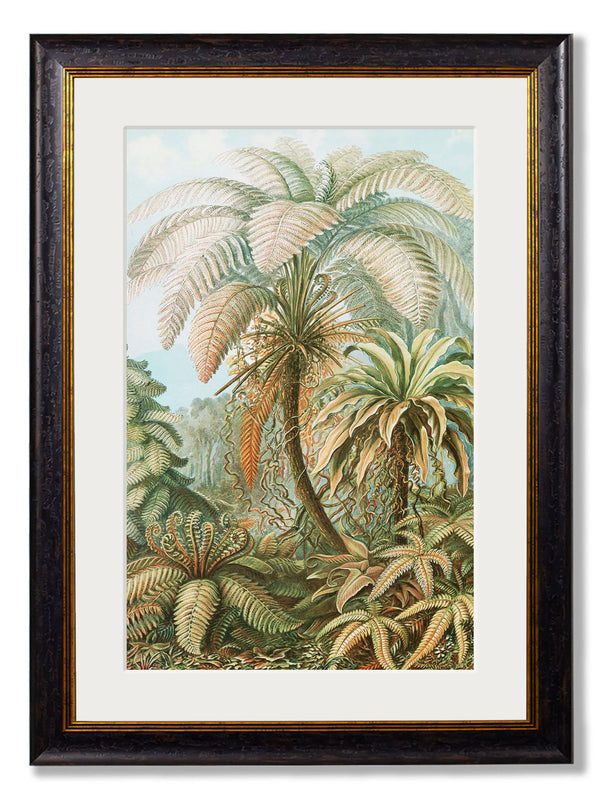 C.1904 Study Of Ferns - Ernst Haeckel