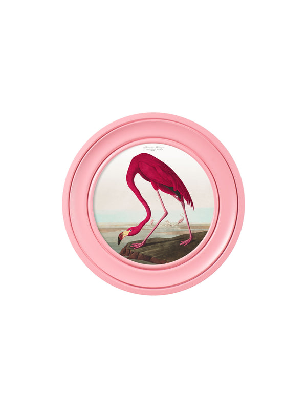 c.1838 Audubon's Flamingo in Pink Frame