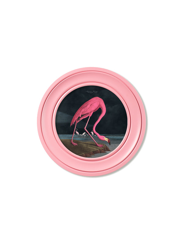 c.1838 Audubon's Flamingo - Dark - Round Frame Pink