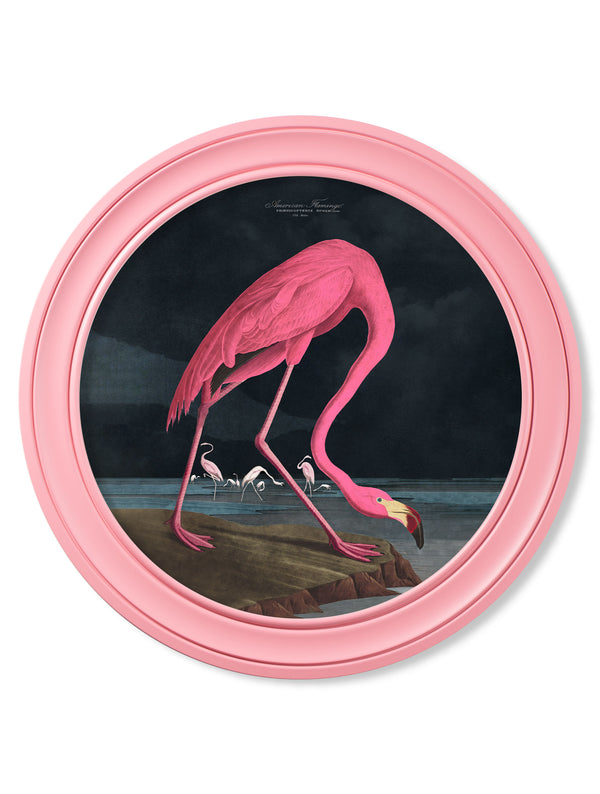 c.1838 Audubon's Flamingo - Dark - Round Frame Pink