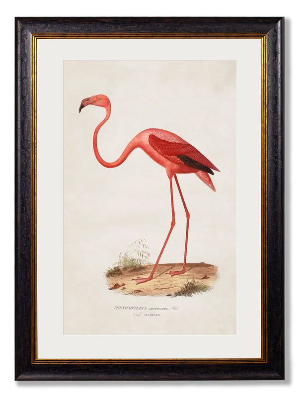c.1830 Flamingo