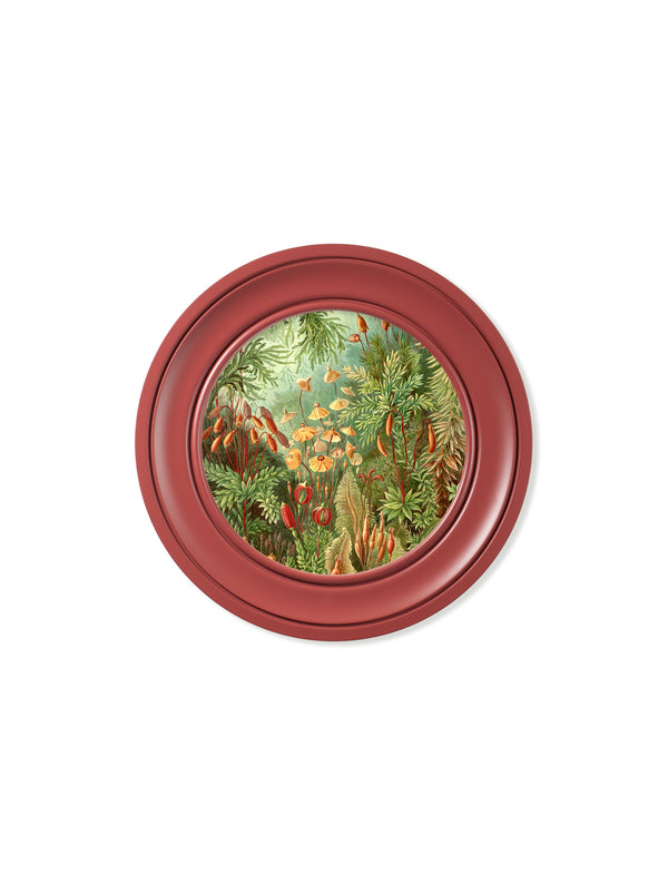 c.1904 Haeckel Flora and Fauna - Round Frames Red