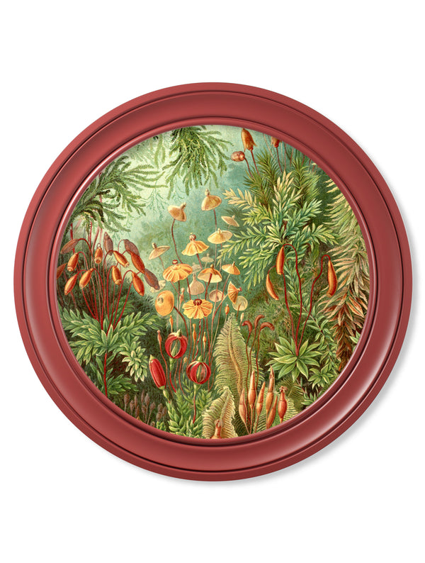 c.1904 Haeckel Flora and Fauna - Round Frames Red