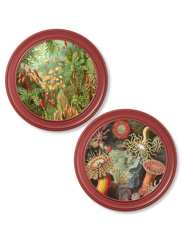 c.1904 Haeckel Flora and Fauna - Round Frames Red