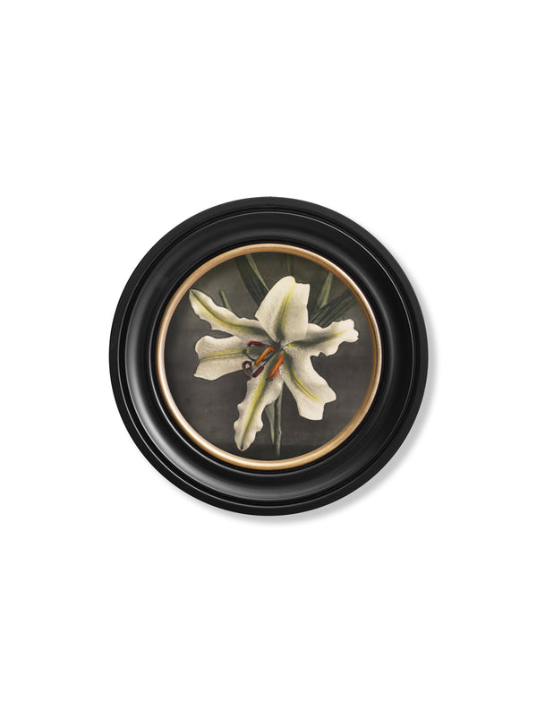Lily by Kazumasa Ogawa - Oxford Round Frame