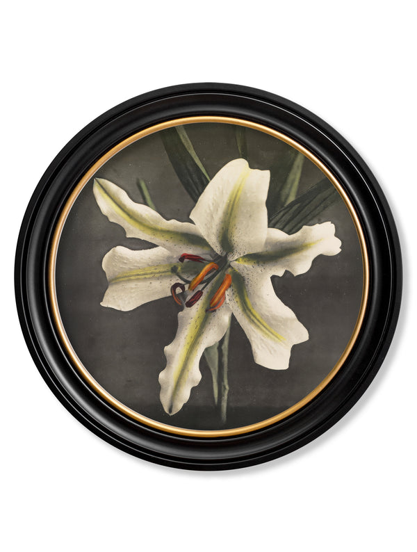Lily by Kazumasa Ogawa - Oxford Round Frame
