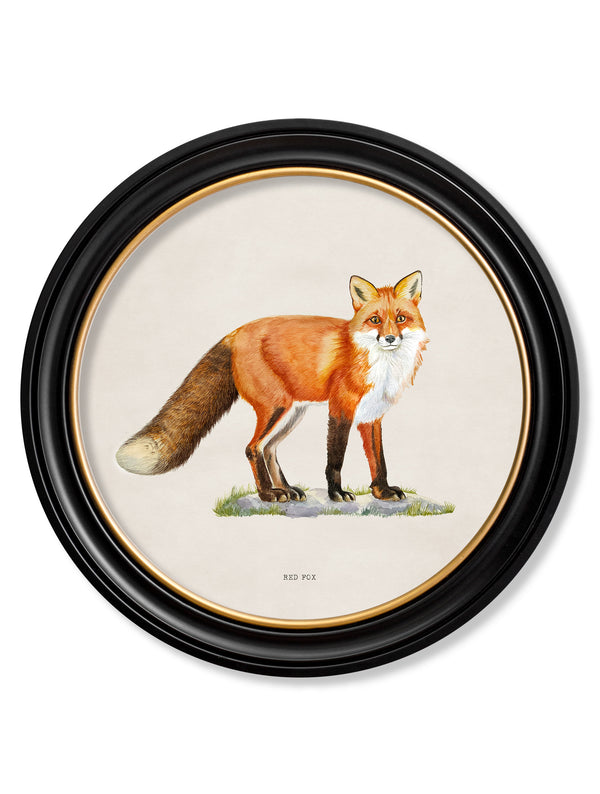 Red Fox - Round Frame
