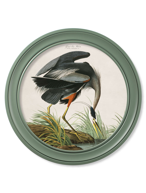 c.1838 Audubon's Great Blue Heron in Green Frame