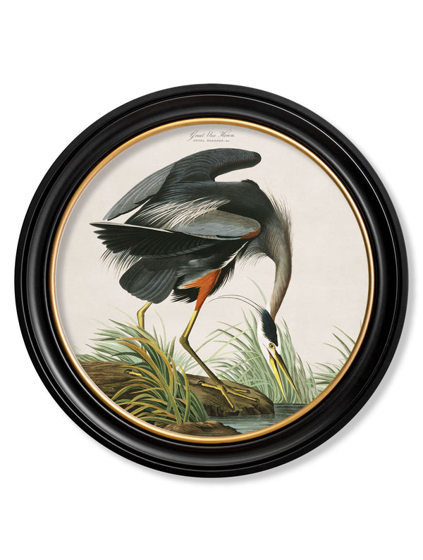 c.1838 Audubon's Great Blue Heron