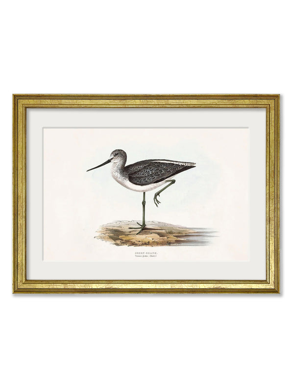 c.1837's British Coastal Birds