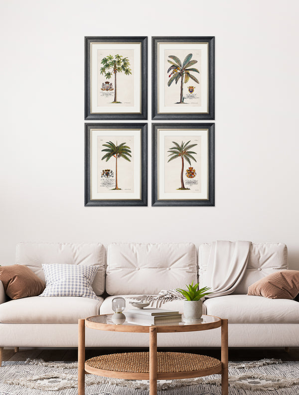 Studies of Palms