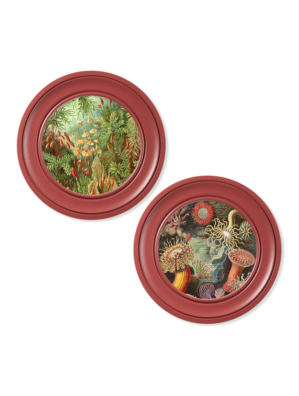 c.1904 Haeckel Flora and Fauna - Round Frames Red