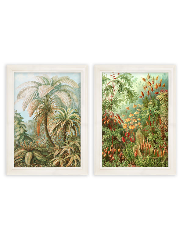 C.1904 Study Of Ferns Print