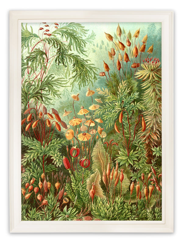 C.1904 Study Of Ferns Print