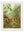 C.1904 Study Of Ferns Print