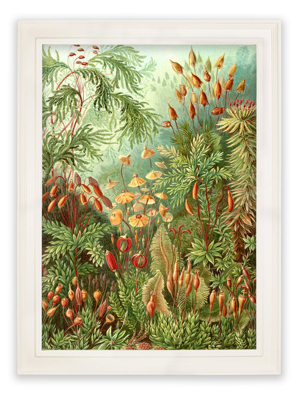 C.1904 Study Of Ferns Print