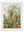C.1904 Study Of Ferns Print