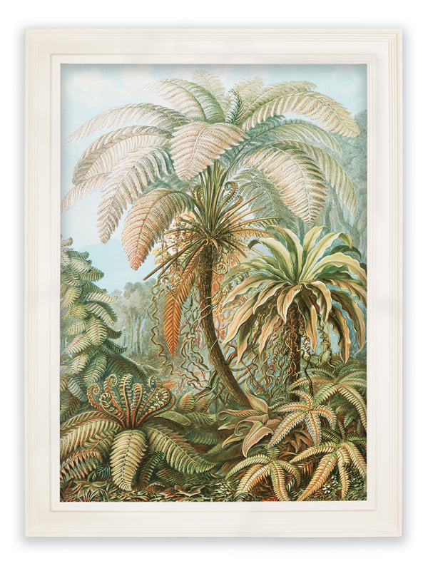 C.1904 Study Of Ferns Print