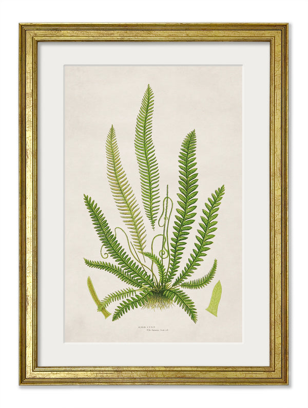 Collection of 6 Ferns