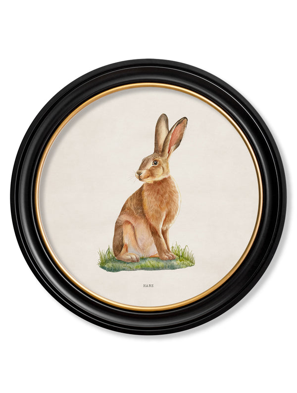 Hare - Round Frame