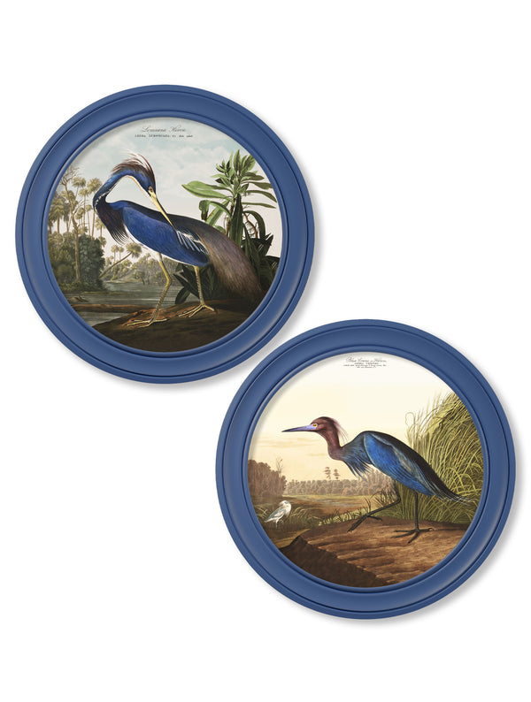 c.1838 Audubon's Louisana Heron in Blue Frame