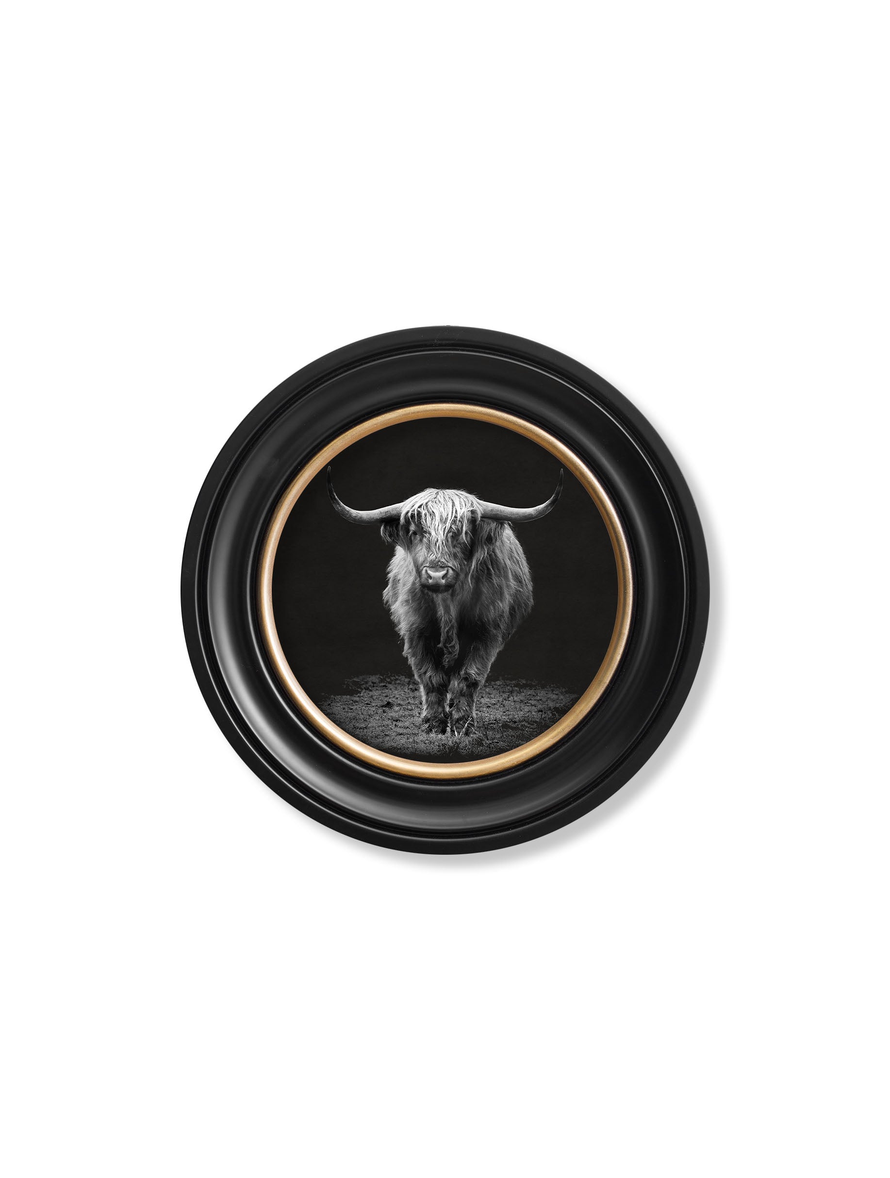 Wildlife Photography - Highland Cow - Round Frame – T A Interiors
