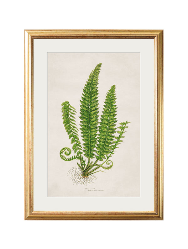 Collection of 6 Ferns