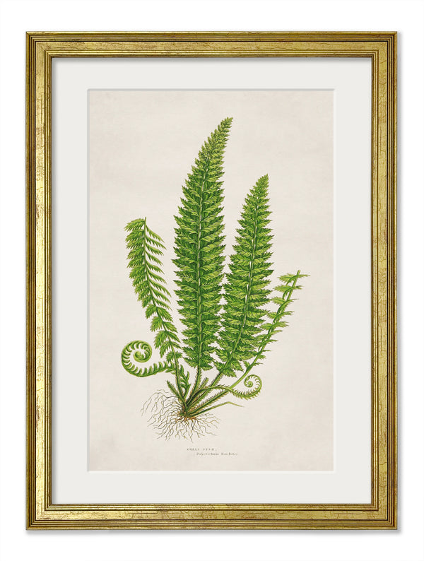 Collection of 6 Ferns
