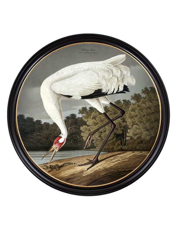 c.1838 Hooping Crane in Round Frame