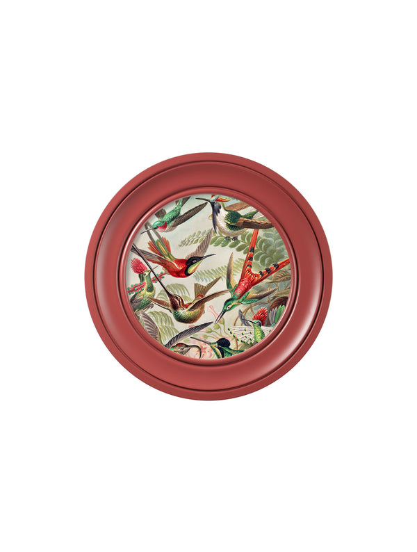 c.1904 Haeckel Hummingbirds - Red Frame