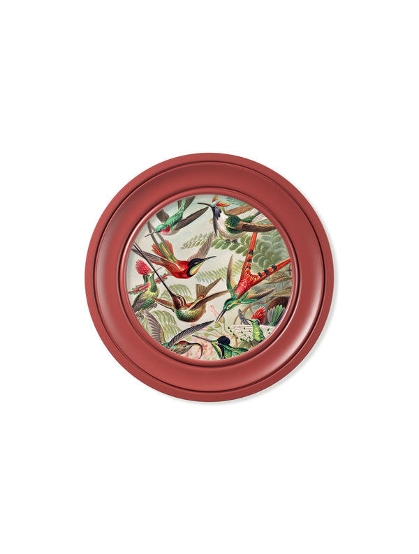 c.1904 Haeckel Hummingbirds - Red Frame