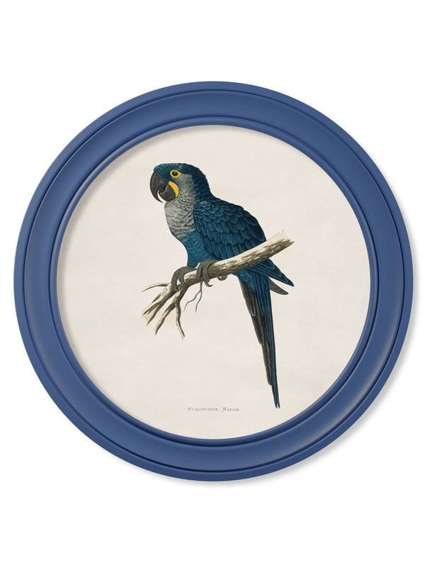 C.1884 Collection of Macaws in Round Frames Blue