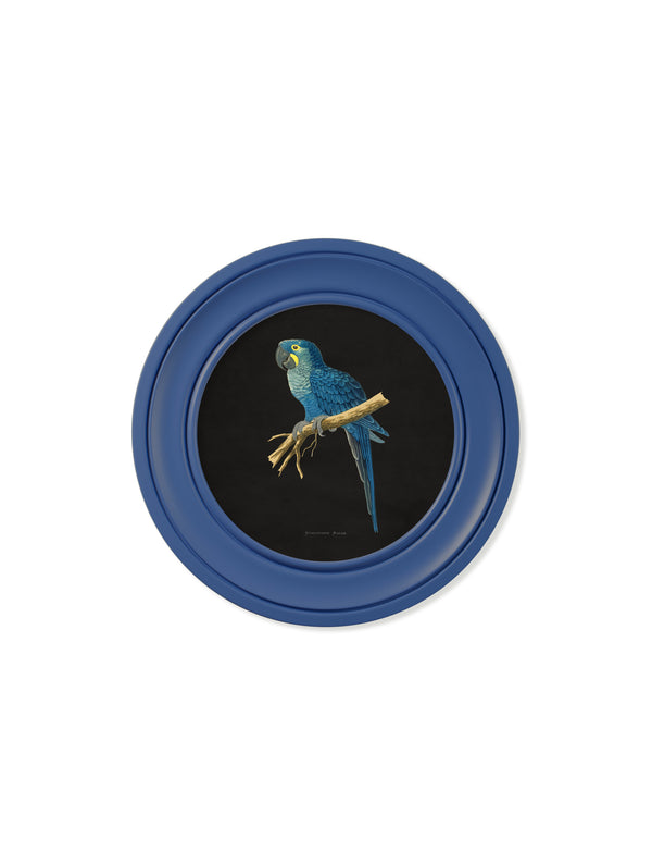 C.1884 Collection of Macaws in Round Frames Blue