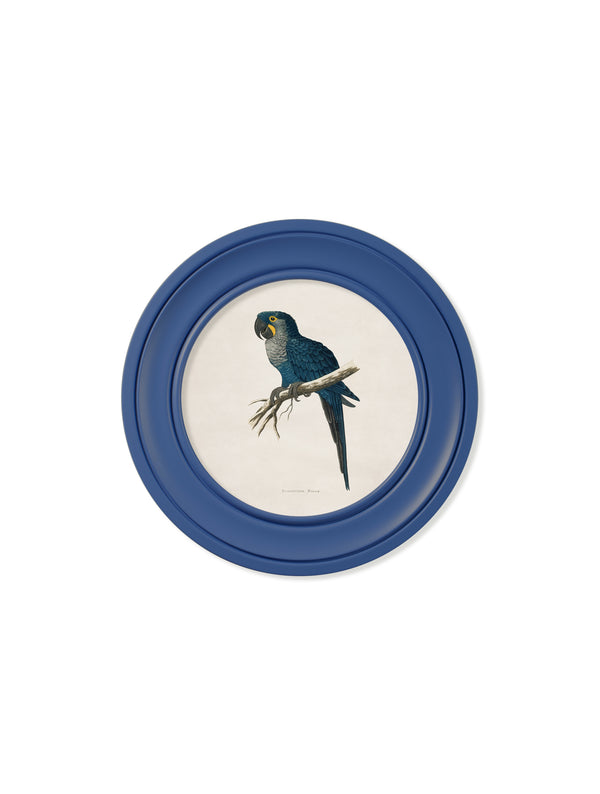 C.1884 Collection of Macaws in Round Frames Blue