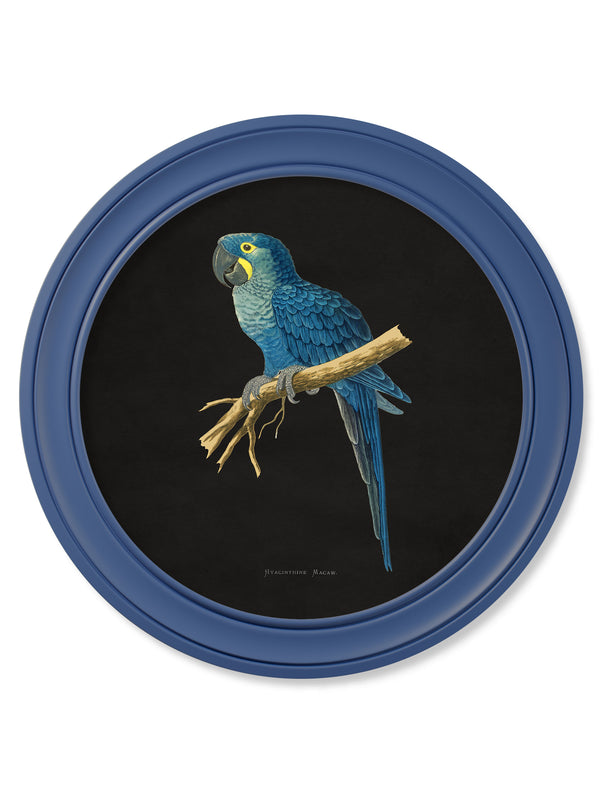 C.1884 Collection of Macaws in Round Frames Blue