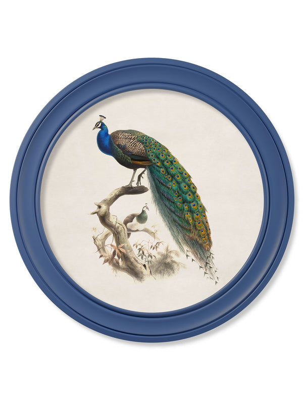 c.1847 Peacocks in Round Frames Light - Blue