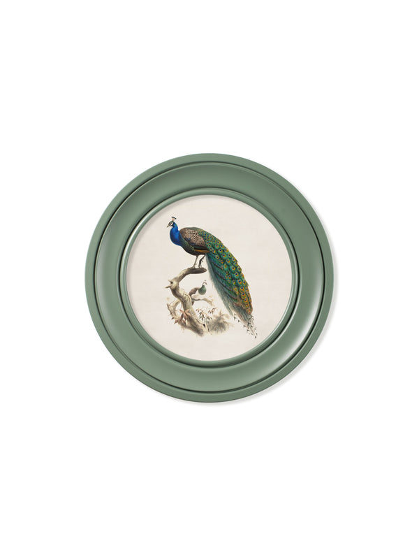 c.1800s Peacock in Green Round Frame