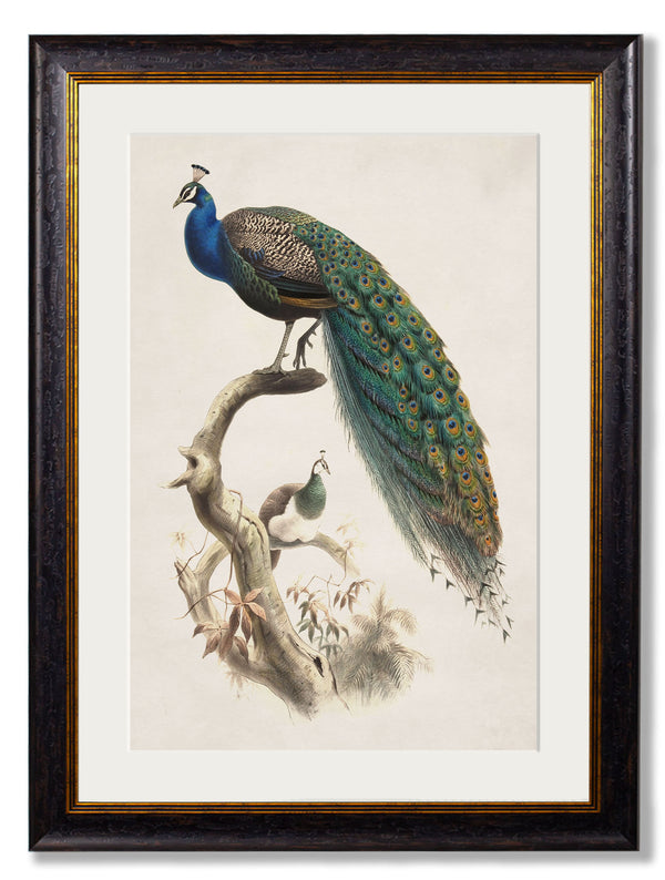 c.1800's Indian Blue Peacock
