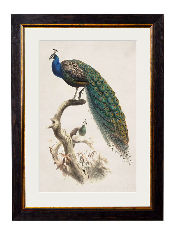 c.1800's Indian Blue Peacock