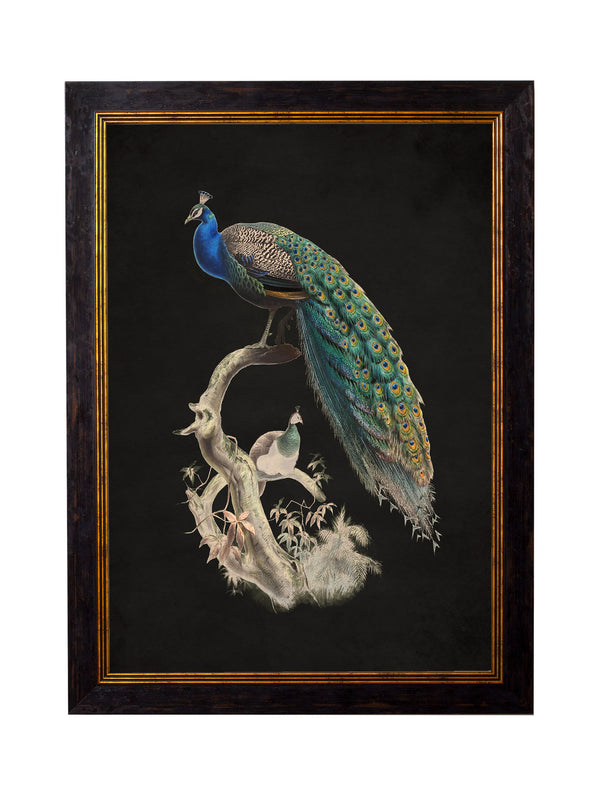 c.1847 Peacocks - Dark